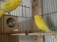 Show jumbo muhabbet kuşu