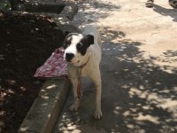 Hataydan depreminden getirdik köpek fazlalığı nedeniyle