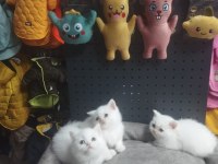 Dişi Erkek Karbeyaz Safkan British Shorthair