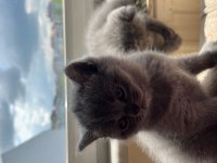 British shorthair 3 tane mevcut arayıp bilgi alabilirsiniz