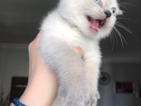 SAFKAN BLUE POİNT MAVİ GÖZ ERKEK SCOTTİSH STRAİGHT