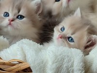 British Longhair Dişi Erkek