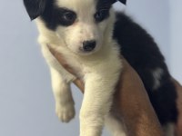 DÜNYANIN EN AKILLI KÖPEKLERİ