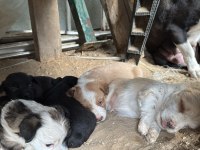 Oyuncu minik köpekler