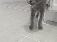 Scottish fold