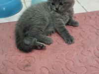 British shorthair