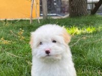 Terrier maltipoo KAR BEYAZI yavrular