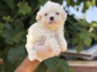 Sevimli pamuk Maltese Terrier