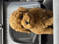 Toy Poodle Güzelliği