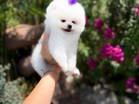 Orjinal Pomeranian Boo