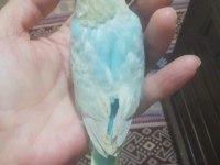 Yavru muhabbet kuşu