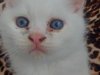 Beyaz british shorthair kardeşler yeni yuvalarını arıyor