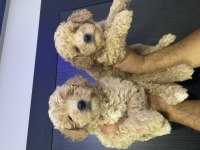 Maltipoo yavrularımız