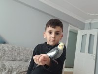 Sultan Papağanı 1 Yaşında