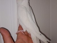Albino Sultan Papağanı 3,5