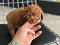 Tea cup kore poodle yavrular petmode den