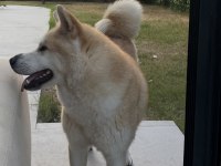 Akita dostumuz alexander 2 yaşında dişi