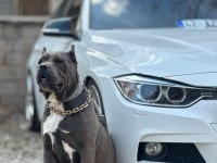 Dişi erkek eş cane corso