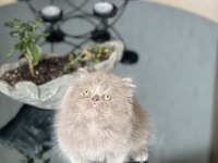 Irkının En İyisi British Longhair Yavrum