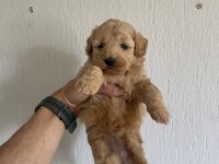 Dünya tatlısı maltipoo bebeklerim