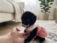 Çok uyguna teacup minik köpekler