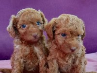 Poodle iki kardeş