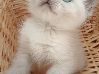 Mavi gözlü blue point yavru kediler