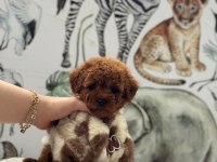 Toy poodle köpekleri