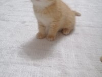 Scottish fold erkek yavrumuz mama ve tuvalet eğitimi tamam