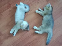Safkan British Shorthair Yavruları