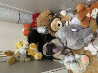 Yetişkin dişi pug