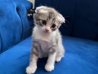 Bu tatlı scottish fold yavruları sahiplendirmek istiyoruz