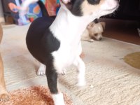 3 aylık erkek chihuahua yavrusu