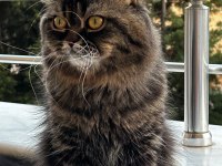 British shorthair