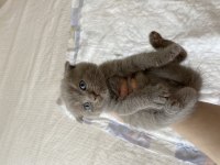 British shorthair oyuncu bebekler