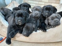 Dişi Erkek Cane Corso Kapıda Ödemeli Güvenli Sistem