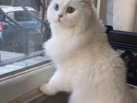 British longhair mavi göz dişi bebek
