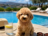 HARİKA POODLE ŞEKERLER
