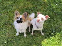 1,5 yaşında çok uysal dişi chihuahua