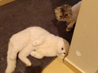 Erkek damızlık bembeyaz scottish fold