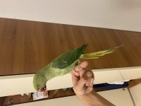 5 aylık erkek Pakistan papağanı