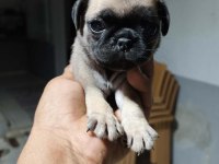 Pug Yavrularımız