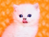 Süt Beyaz NS1133 British Shorthair