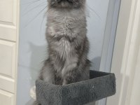Şecereli Çift Maine Coon