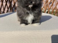 Orjinal tam ayı surat garantili pomeranian yavrularım