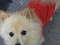 6 aylık pomeranian