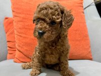 SAFKAN TOY POODLE YAVRULARI