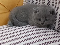 British shorthair 2 dişi ve 1 erkek yavru