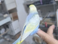 Ele alıştırmalık muhabbet kuşu yavrular