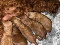 Dark renk kore teacup poodle bebekler REZERVE